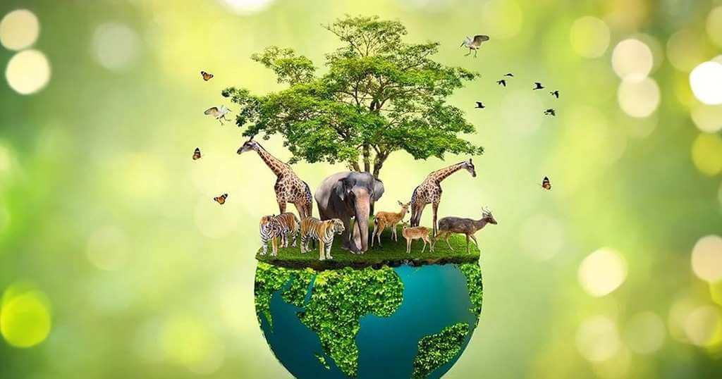 How can AI help the environment? AI used for wildlife (2025)